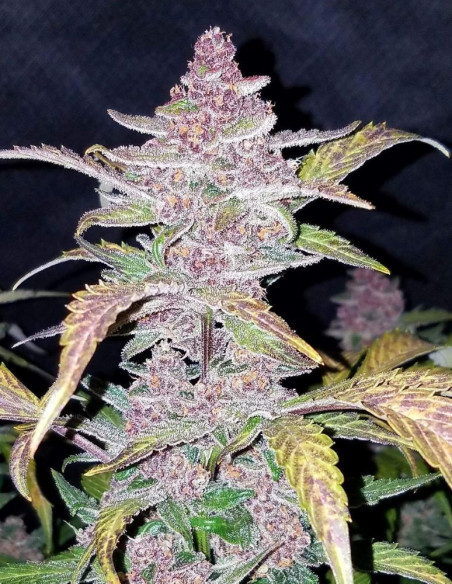 Auto Blackberry Feminizowane (FastBuds)-FastBuds-GnomesGarden