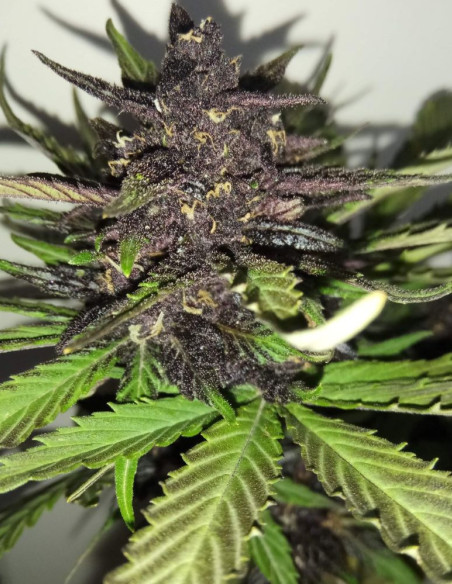 Auto C4 Matic Feminized (FastBuds)-FastBuds-GnomesGarden