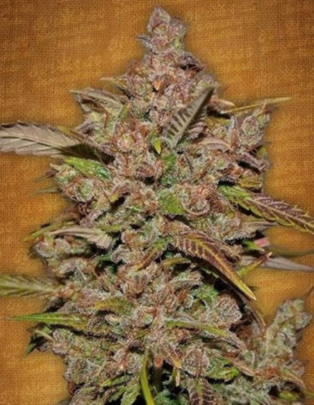 Auto Crystal Meth Feminized (FastBuds)-FastBuds-GnomesGarden