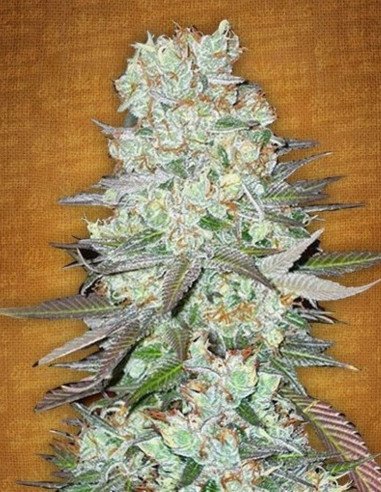 Auto G14 Feminizowane (FastBuds)