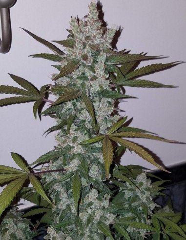 Auto Girl Scout Cookies Feminizowane (FastBuds)