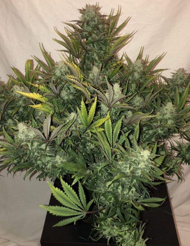 Auto Gorilla Glue Feminizowane (FastBuds)-FastBuds-GnomesGarden