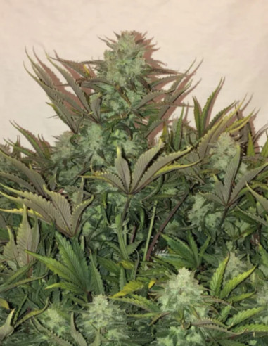 Auto Gorilla Glue Feminized (FastBuds)-FastBuds-GnomesGarden