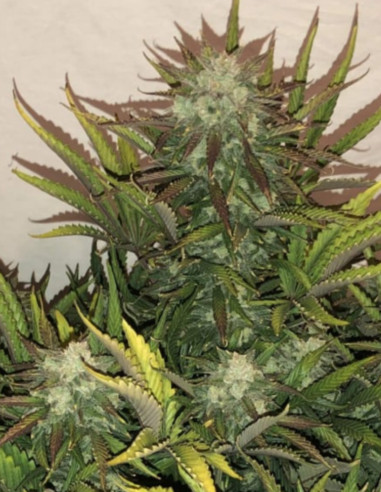 Auto Gorilla Glue Feminizowane (FastBuds)-FastBuds-GnomesGarden