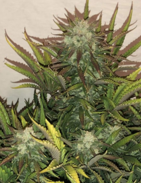 Auto Gorilla Glue Feminizowane (FastBuds)-FastBuds-GnomesGarden