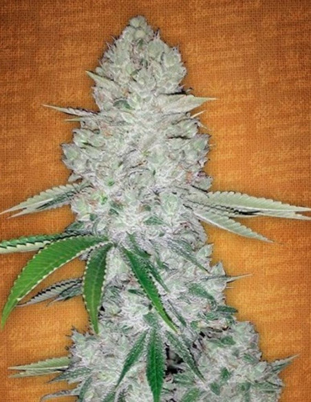 Auto Gorilla Glue Feminized (FastBuds)-FastBuds-GnomesGarden