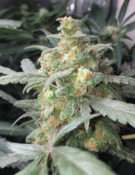 Auto Green Crack Feminizowane (FastBuds)-FastBuds-GnomesGarden