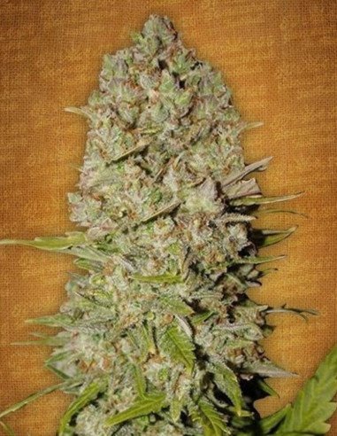 Auto Pineapple Express Feminizowane (FastBuds)