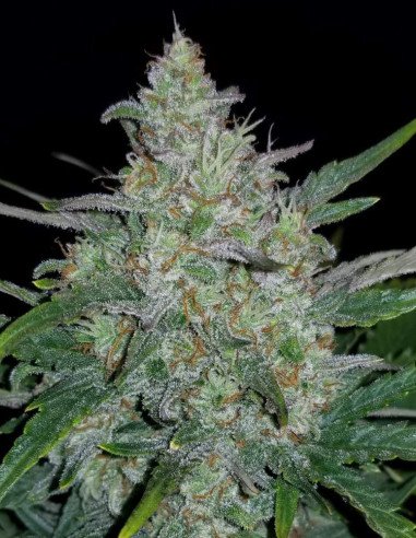 Auto Rhino Ryder Feminizowane (FastBuds)