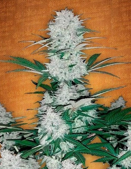 Auto Six Shooter Feminized (FastBuds)-FastBuds-GnomesGarden