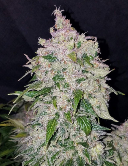 Auto Stardawg Feminizowane (FastBuds)-FastBuds-GnomesGarden