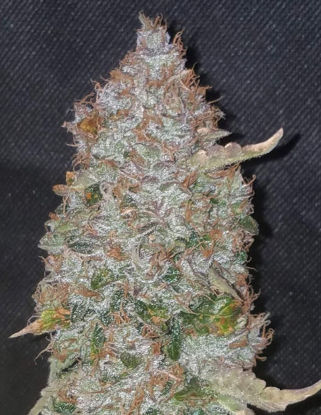 Auto Stardawg Feminizowane (FastBuds)-FastBuds-GnomesGarden