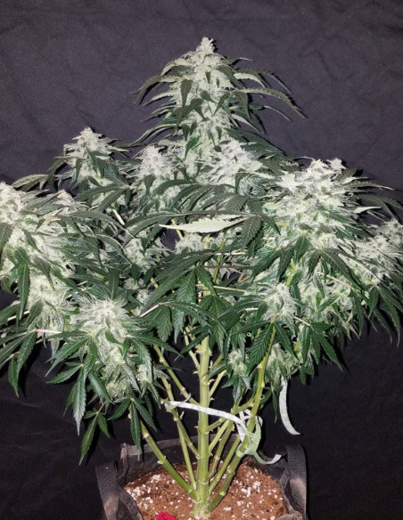 Auto Stardawg Feminizowane (FastBuds)-FastBuds-GnomesGarden