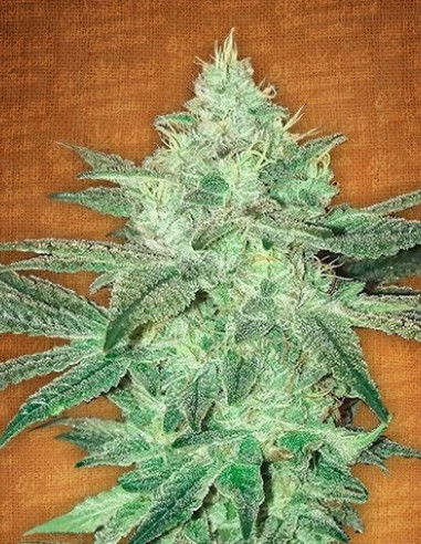 Auto Stardawg Feminizowane (FastBuds)-FastBuds-GnomesGarden