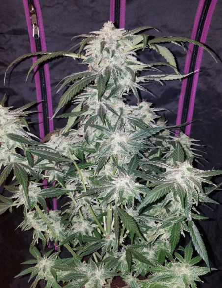 Auto Tangie matic Feminized (FastBuds)-FastBuds-GnomesGarden