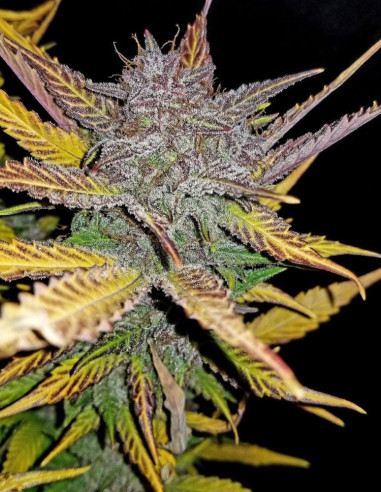 Cream Cookies Auto feminisiert (Fastbuds)-FastBuds-GnomesGarden
