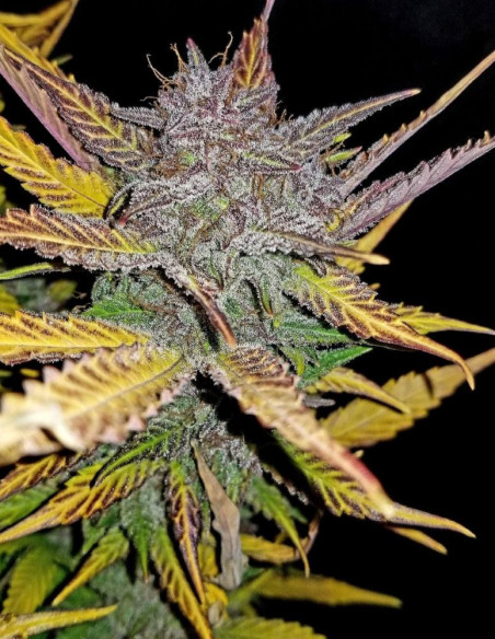 Cream Cookies Auto feminisiert (Fastbuds)-FastBuds-GnomesGarden