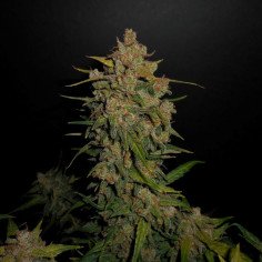 Lemon AK Feminizowane (Fastbuds)