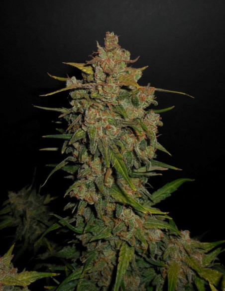 Lemon AK Auto Feminizowane (Fastbuds)-FastBuds-GnomesGarden