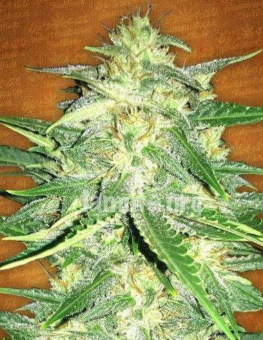 Lemon AK Auto Feminizowane (Fastbuds)-FastBuds-GnomesGarden