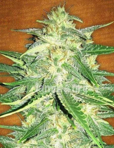 Lemon AK Auto Feminisiert (Fastbuds)-FastBuds-GnomesGarden