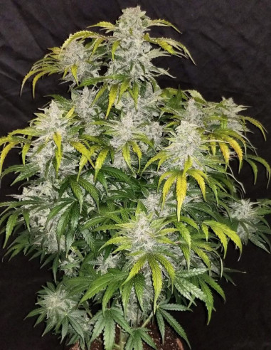 CBD Crack Feminized (Fastbuds)-FastBuds-GnomesGarden
