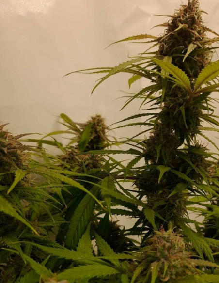 Auto Northern Lights Feminized (Gnomes Seeds)-Gnomes Seeds-GnomesGarden