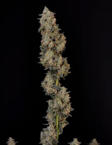 Auto Original BubbleGum Feminizowane (Fastbuds)-FastBuds-GnomesGarden
