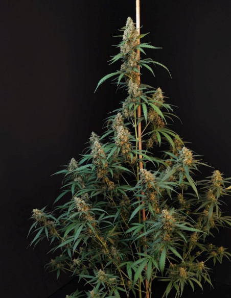Auto Original Cheese Feminised (Fastbuds)-FastBuds-GnomesGarden