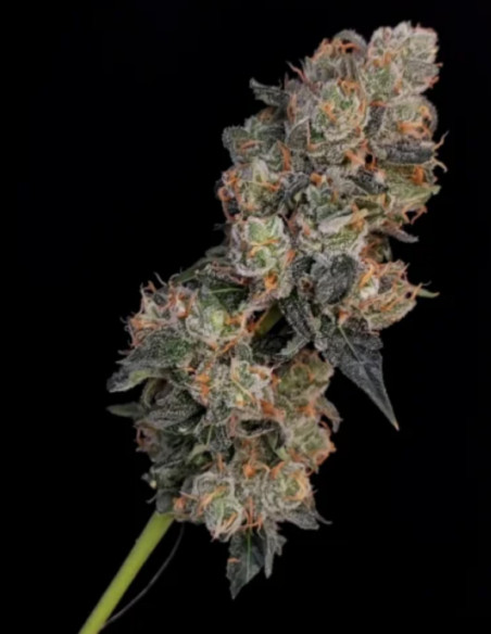 Auto Original Northern Lights Feminized (FastBuds)-FastBuds-GnomesGarden