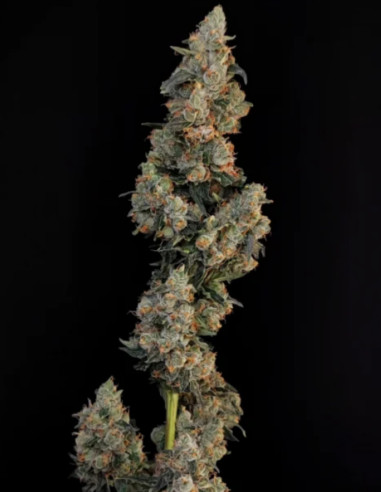 Auto Original Northern Lights Feminized (FastBuds)-FastBuds-GnomesGarden