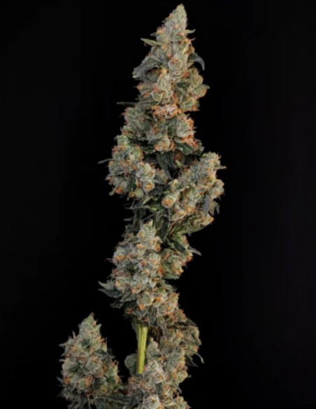Auto Original Northern Lights Feminisierte (FastBuds)-FastBuds-GnomesGarden
