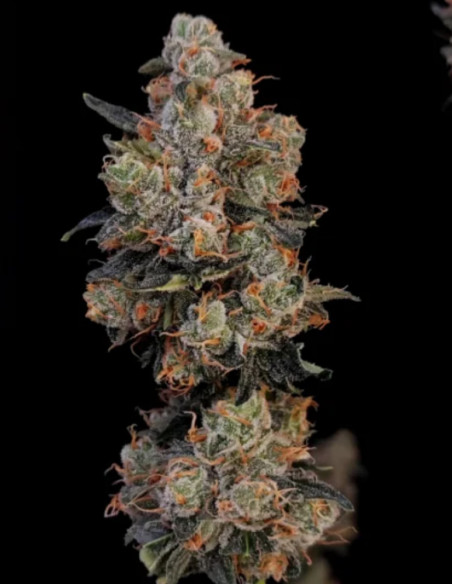Auto Original Northern Lights Feminisierte (FastBuds)-FastBuds-GnomesGarden