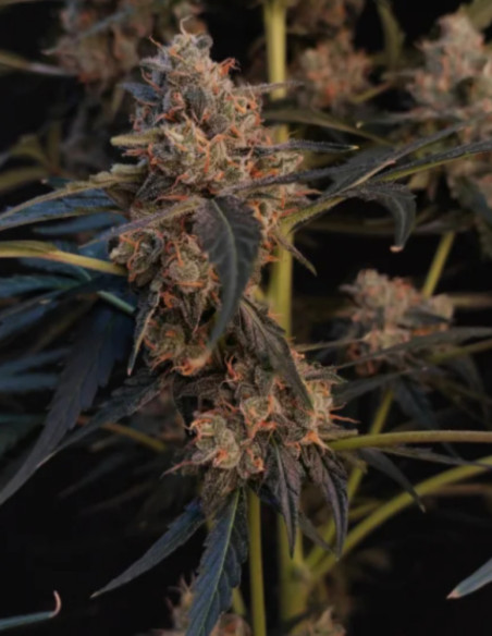 Auto Original Northern Lights Feminisierte (FastBuds)-FastBuds-GnomesGarden