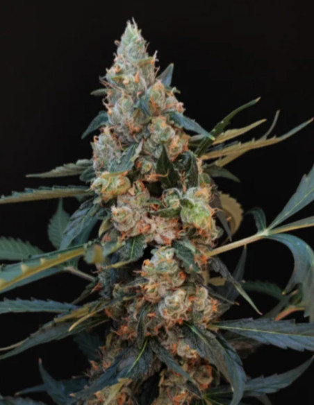 Auto Original Northern Lights Feminized (FastBuds)-FastBuds-GnomesGarden