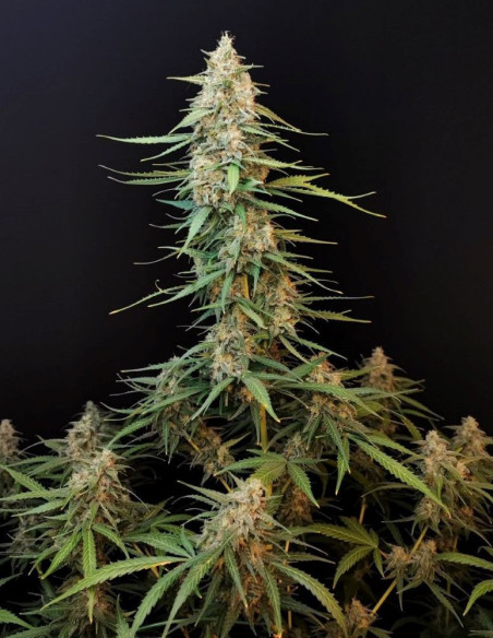Auto Original Sour Diesel Feminised (Fastbuds)-FastBuds-GnomesGarden