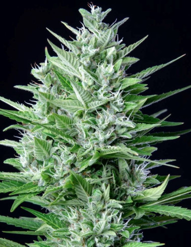 Original Auto White Widow Feminisierte (FastBuds)-FastBuds-GnomesGarden