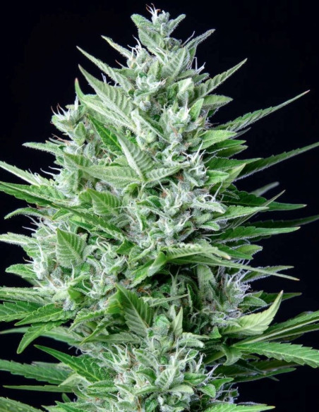 Original Auto White Widow Feminisierte (FastBuds)-FastBuds-GnomesGarden