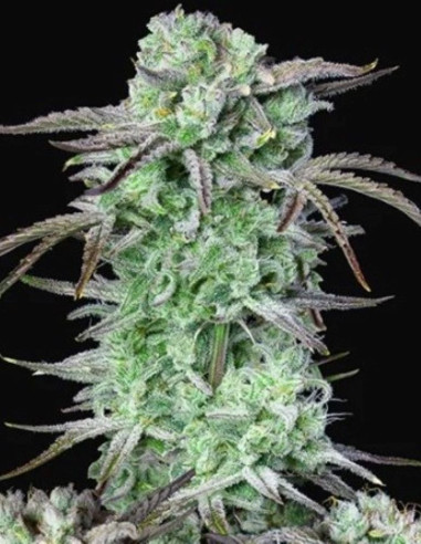 Strawberry Banana Auto Feminized (Fastbuds)-FastBuds-GnomesGarden