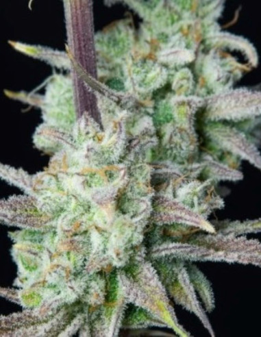 Strawberry Banana Auto Feminized (Fastbuds)-FastBuds-GnomesGarden