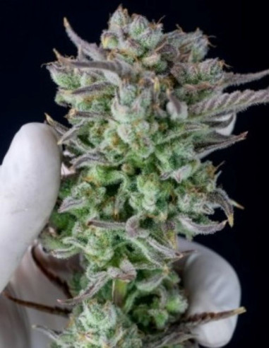 Strawberry Banana Auto Feminized (Fastbuds)-FastBuds-GnomesGarden