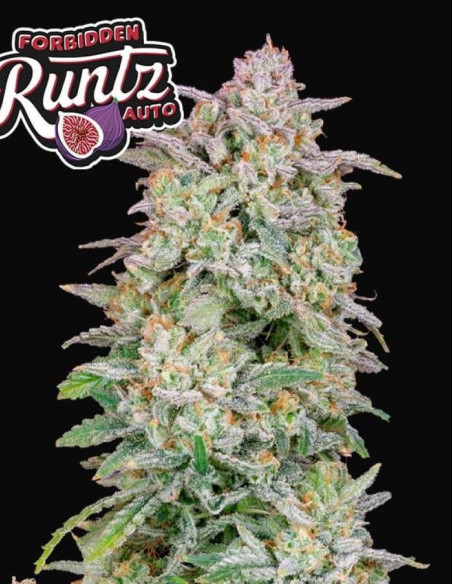 Forbidden Runtz Auto Feminizowane (FastBuds)-FastBuds-GnomesGarden