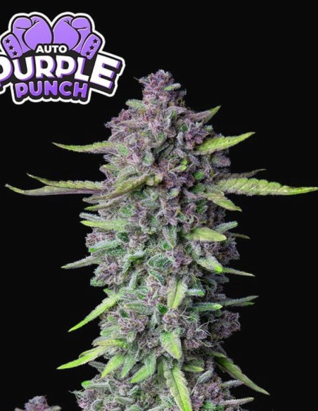 Purple Punch Auto Feminizovaná (FastBuds)-FastBuds-GnomesGarden