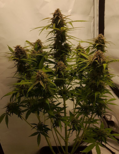 Auto Northern Lights Feminized (Gnomes Seeds)-Gnomes Seeds-GnomesGarden