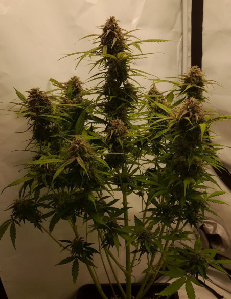 Auto Northern Lights Feminized (Gnomes Seeds)-Gnomes Seeds-GnomesGarden