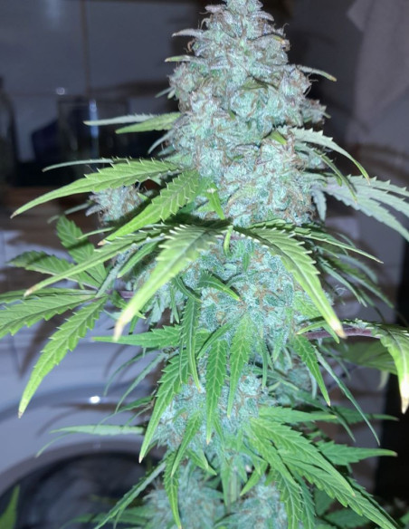Auto Lemon Haze  Feminized (Gnomes Seeds)-Gnomes Seeds-GnomesGarden