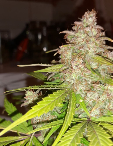 Auto Lemon Haze  Feminized (Gnomes Seeds)-Gnomes Seeds-GnomesGarden