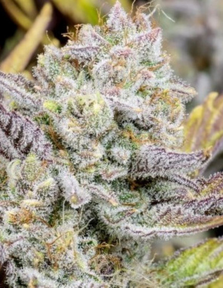 Wedding Glue Auto Feminised (FastBuds)-FastBuds-GnomesGarden