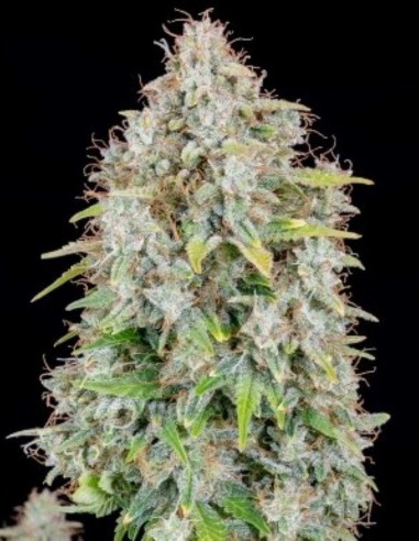 Cinderella Auto Feminized (Fastbuds)-FastBuds-GnomesGarden