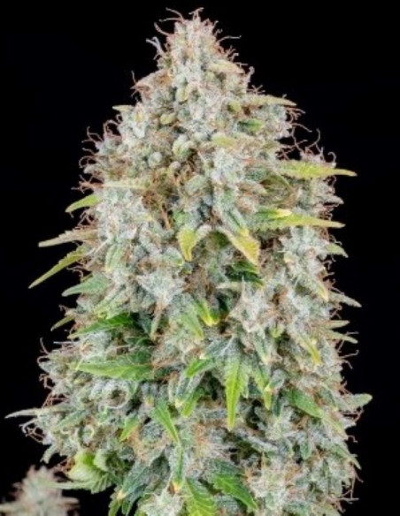 Cinderella Auto Feminized (Fastbuds)-FastBuds-GnomesGarden